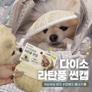 멋내기 - 청주시 흥덕구 사운로 277 | 다이소 애견용품 l 쪼랭이 멋내기 도전?✨ 라탄풍 썬캡 솔직후기