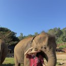 코끼리 | 치앙마이 코끼리 생츄어리 코끼리보호소 솔직후기