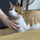 뒹굴댕굴 이미지