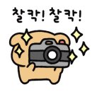 송원애견 이미지