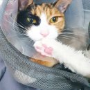 핑크펫샵 이미지