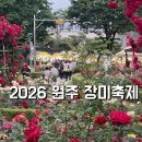 2026 원주 장미축제 단계동 장미공원 꽃길 산책 후기