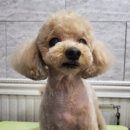 오구오구살롱 이미지