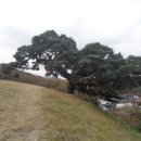 서창 소나무 이미지