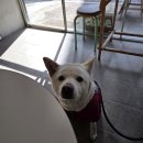 오렌지애견 | 은평구 두바이크로와상 애견동반 오렌지모닝 내돈내산 후기