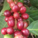 별다섯농장 이미지