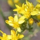 골든13(Golden13) 이미지