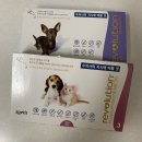 비슬동물병원 | 뽀미 노루 집에서 심장 사상충 접종하기 ~