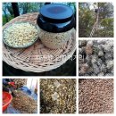 잣, 잣기름,들깨가루, 참기름,들기름 이미지