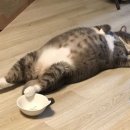 흙먹는고양이