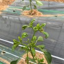 흥농팜아그로 이미지