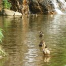 오리궁디 이미지