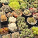 부영다육농장 이미지