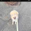 댕파민 | 영등포 댕파민 강아지 호텔링 추천 후기 6박 7일 장기투숙생