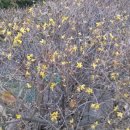 편백흙집세상 이미지