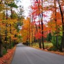 벚꽃로 가로수길 이미지