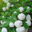 보리수농장 이미지