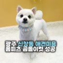 리즈애견미용 | 광주 신창동 애견미용 폼피츠 곰돌이컷 성공! 털이몽땅에서 '새로'가 미모 리즈 찍었어요!