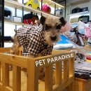 개 이쁘개 이미지