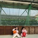 서윤농장 | 시흥에서 아이와 놀기!시흥 따요 딸기감귤농장 귤 체험 + 쥬뗌므 키즈랜드 내돈내산 후기