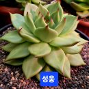 성웅 카카오 검색결과