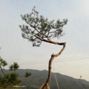 소나무분식 이미지