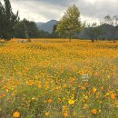 곡성 기차마을 애견동반펜션 | 곡성 동화정원 코스모스 개화상태 애견동반 주차 꿀팁