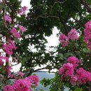 산유화농장 이미지