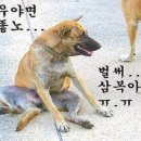 멍멍멍 이미지