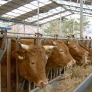 부창농장 이미지