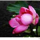 연꽃테마파크 Daum카페
