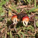 남도석성 이미지