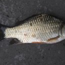 중리낚시터 이미지