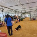 대인농장 | 부천 아이랑 가볼만한곳 | 부천 나눔농장 동물먹이 체험 &amp; 모래놀이터 후기