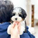 멍스타 김포강아지 분양 이미지