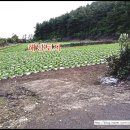 표선리-35 네이버블로그