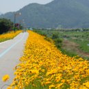 정읍 천변 자전거 도로에 핀 꽃들 이미지
