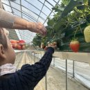 경기도 양평군 사랑나무어린이집 | 양평 써니베리팜 딸기따기 체험 솔직후기 🍓 구정 연휴 아이랑 재미있게 다녀왔어요