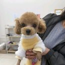 멍샵 강아지분양 인천본점 이미지