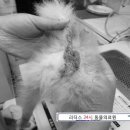 푸우동물병원 이미지