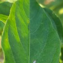고추 흰별무늬병(White leaf spot) 이미지