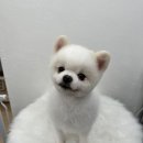 예쁜미용소