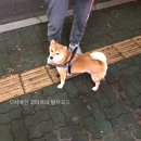 이누김밥