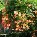 상월초등학교 이미지