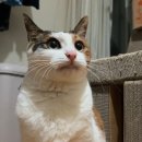 맥스원치킨꼬치 이미지