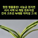 핫한 명품풍란! 서능금 천지연 서시 서학 놔 계림 천초지검 건국 고조선 녹태왕 자미성 묘향 취화모단 그 외 #shrots 이미지