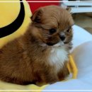 펫365 강아지분양 고양이분양 전주본점 이미지