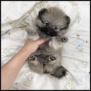 멍앤냥 강아지고양이 안양점 이미지