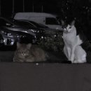 프라임 동물병원 앞 이미지