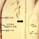 지식나무 이미지